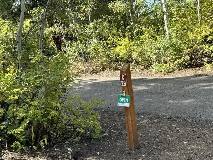 C29