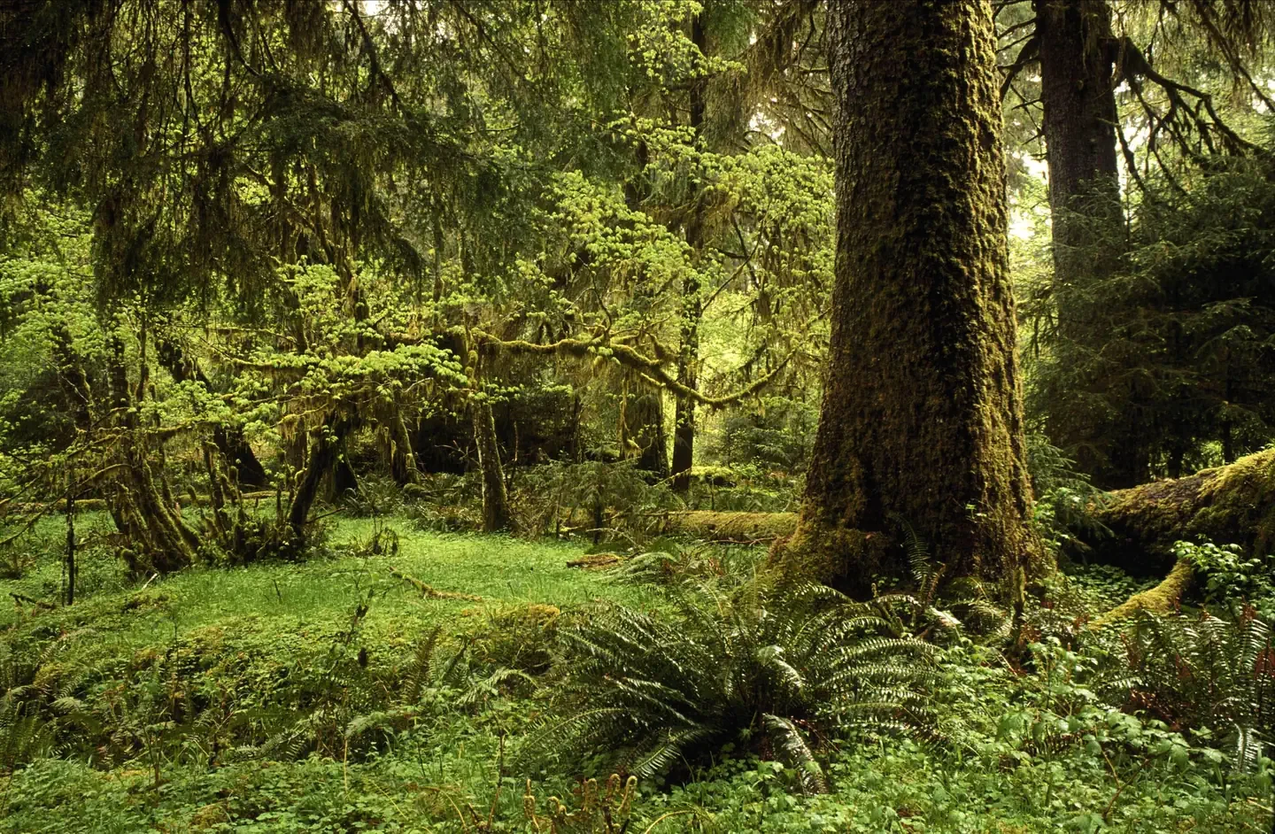 Olympic National Park Wilderness Permit