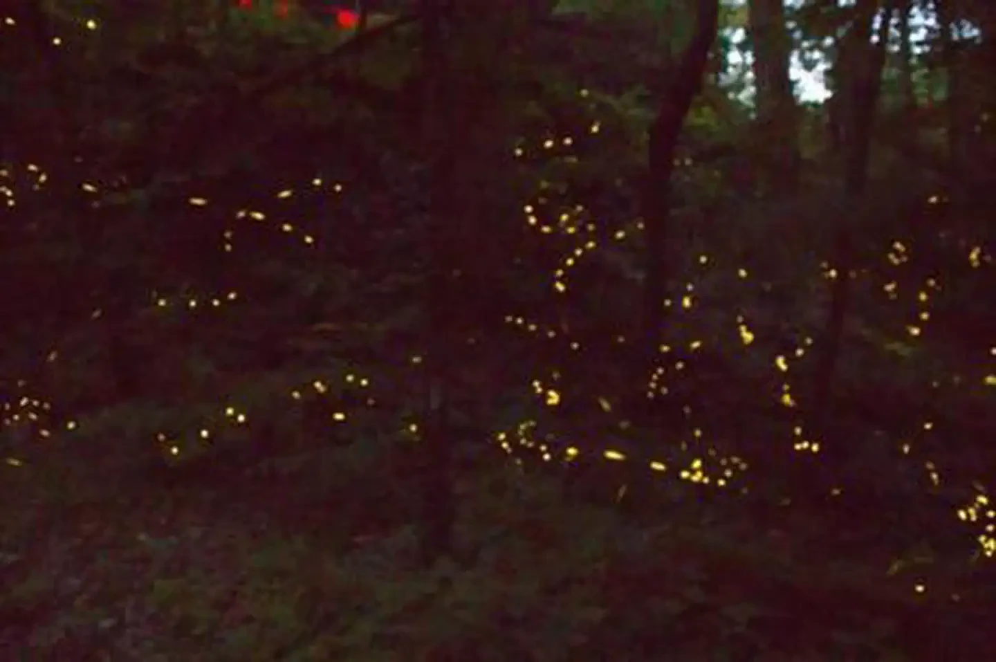 Archived Firefly Event Lottery