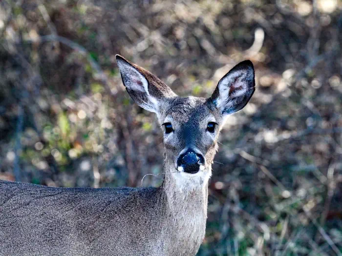 Whitney and Aquilla Lakes Public Hunting Permit