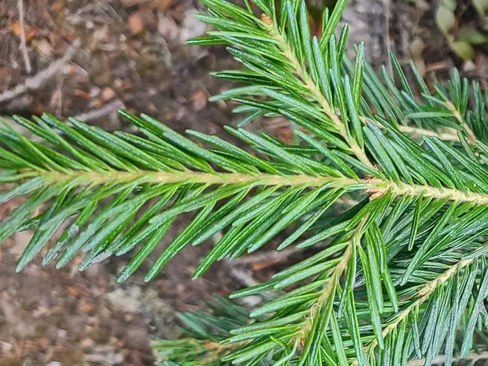 Gila National Forest Christmas Tree Permit