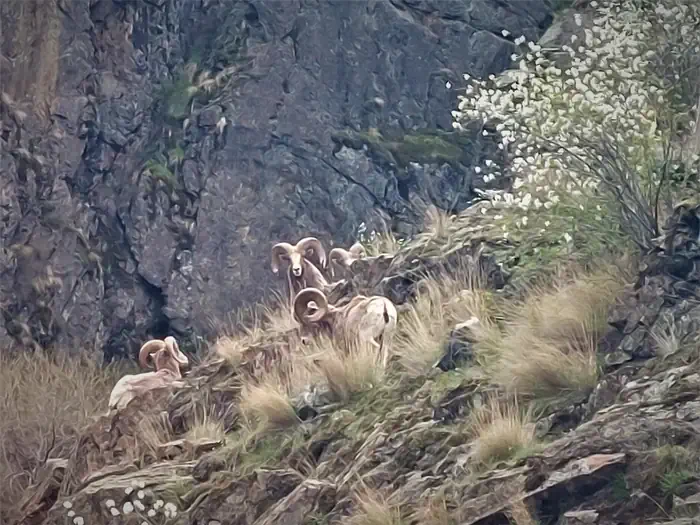 Hells Canyon - Snake River (Powerboat)