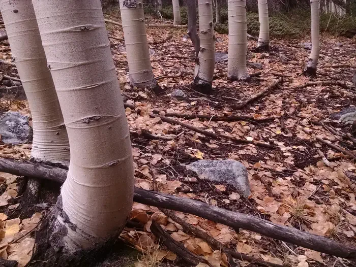 Lower Lehman Creek Campground