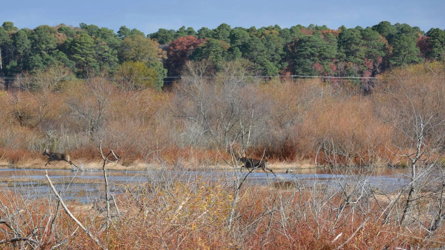 Blackwater National Wildlife Refuge Deer Hunt Permits
