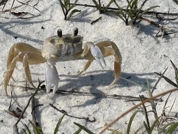 Fort Pickens Campground
