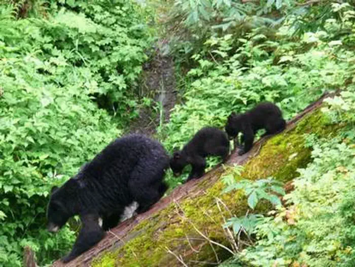 Anan Wildlife Observatory Permits