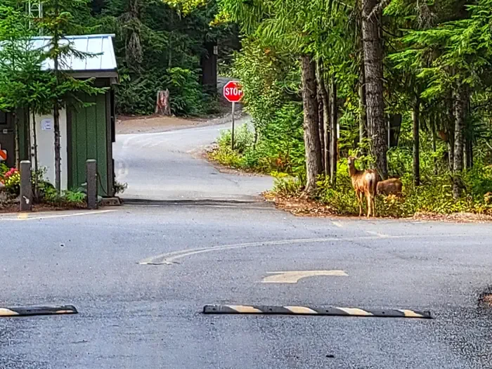 Kachess