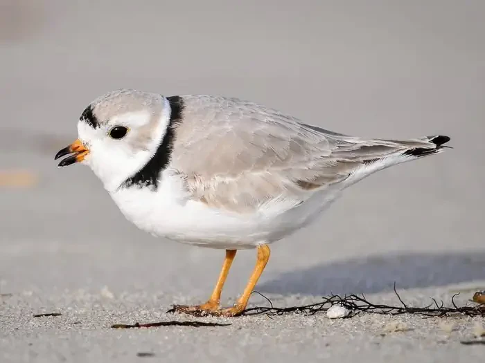 Cape May National Wildlife Refuge
