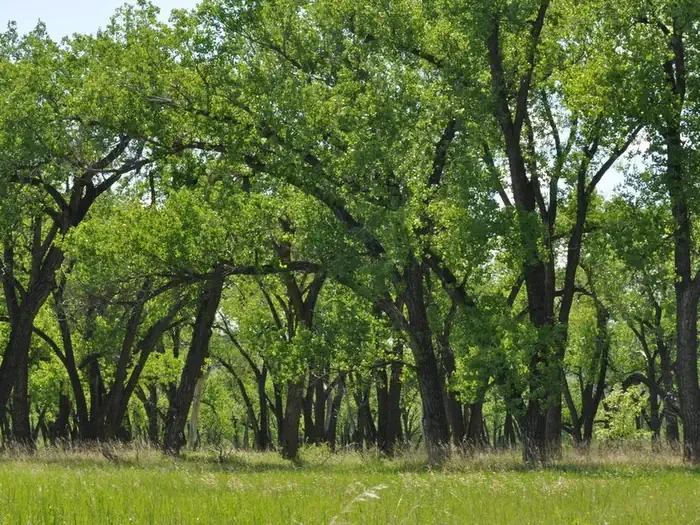 Cottonwood Campground (ND)