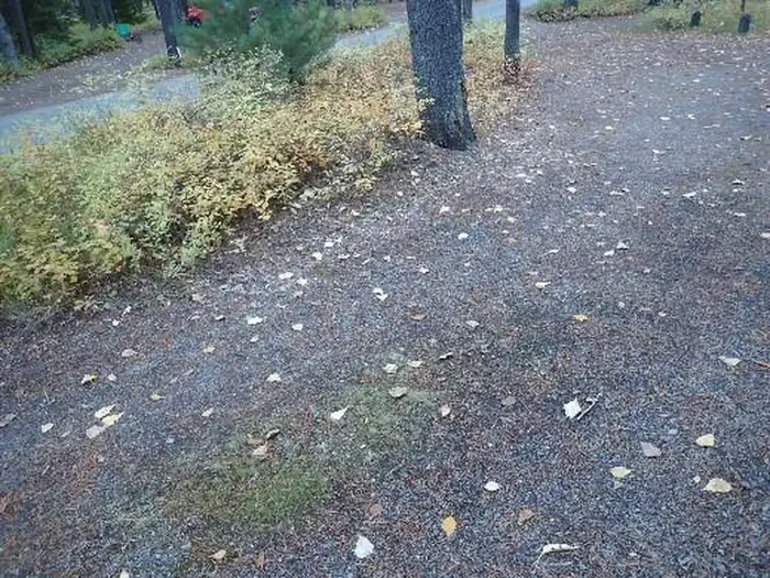 B081