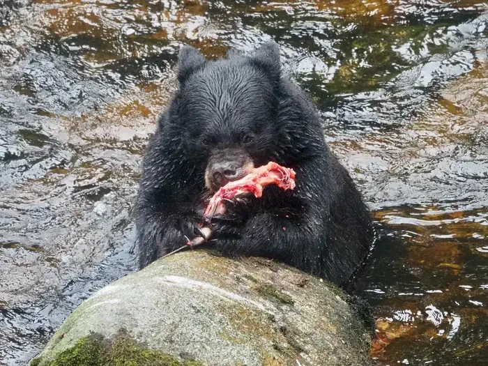 Anan Wildlife Observatory Permits