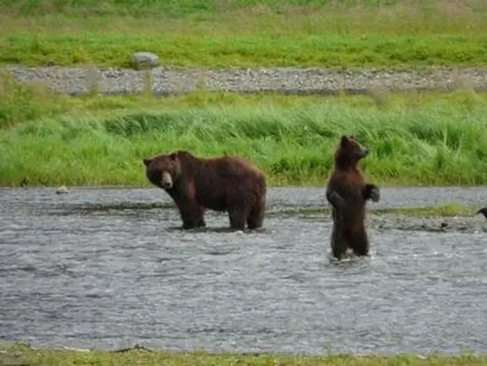 Pack Creek Bear Viewing Area