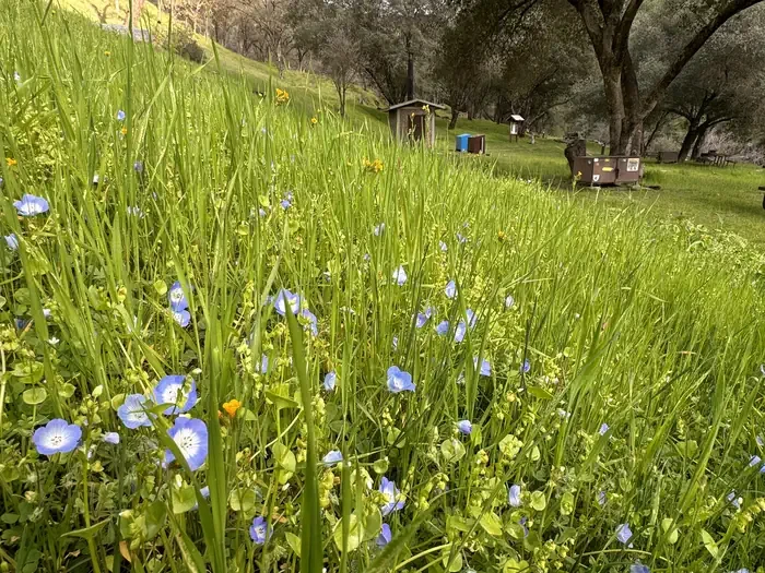 Willow Placer Campground