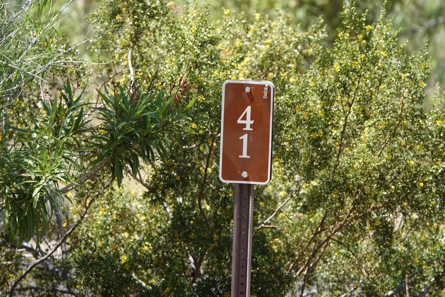 Site 41