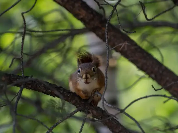 Chequamegon-Nicolet NF