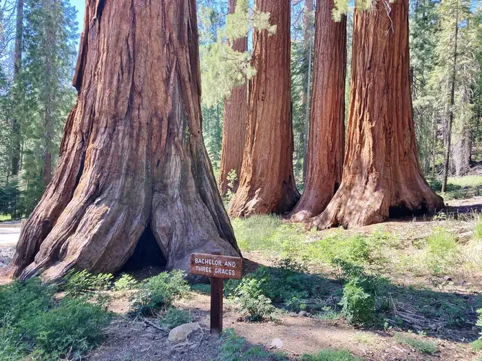 Mariposa Grove Commercial Bus Parking