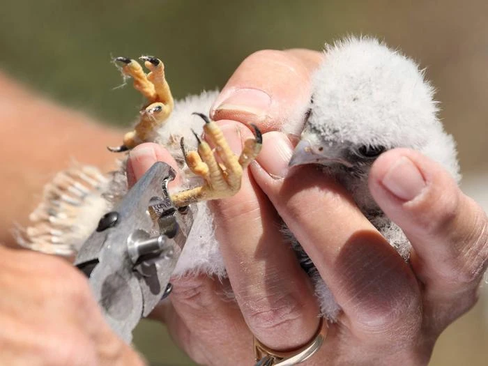 Kestrel Banding Tour