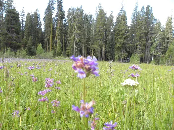 Yuba Pass Campground
