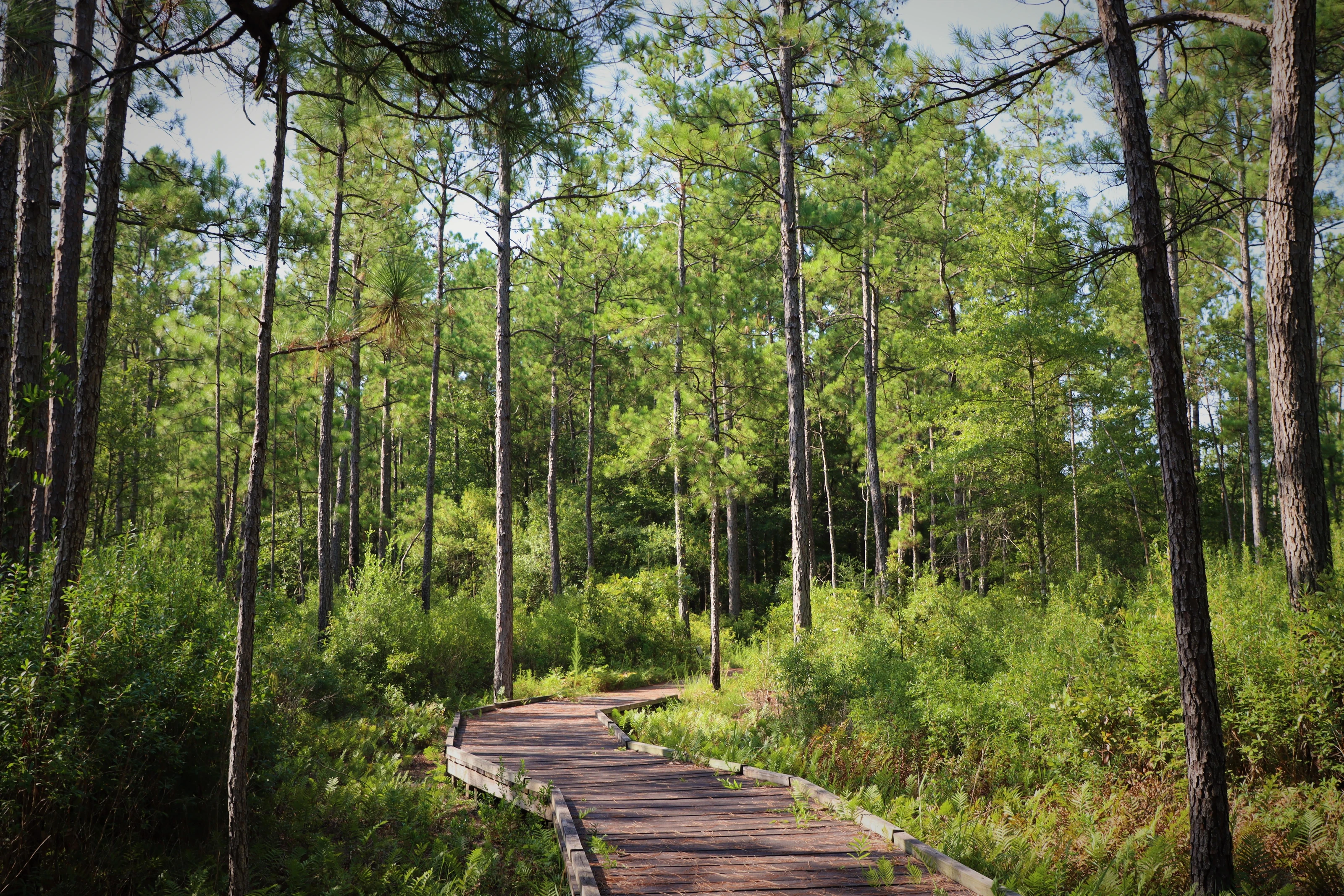 Big Thicket National Preserve