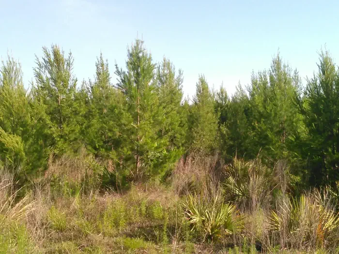 Ocala National Forest Christmas Tree Permit