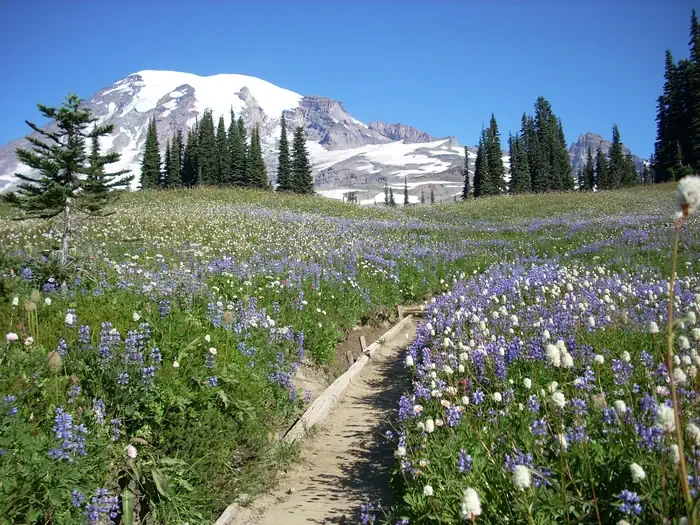 Mount Rainier National Park Timed Entry Reservations