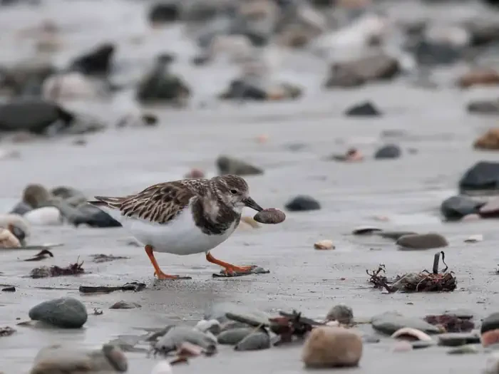 Sachuest Point National Wildlife Refuge