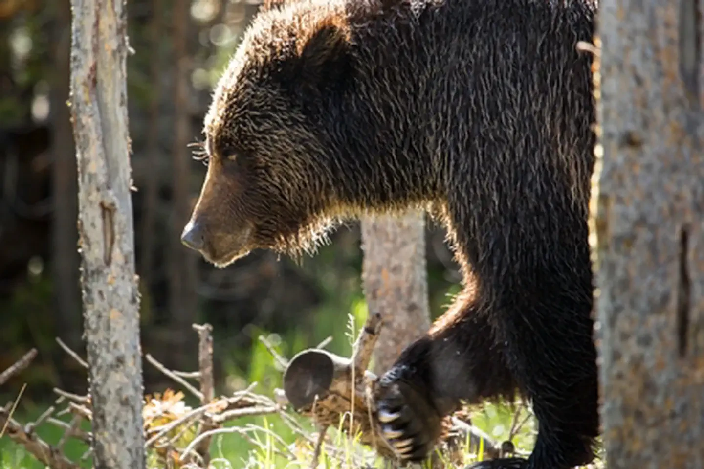 Yellowstone National Park