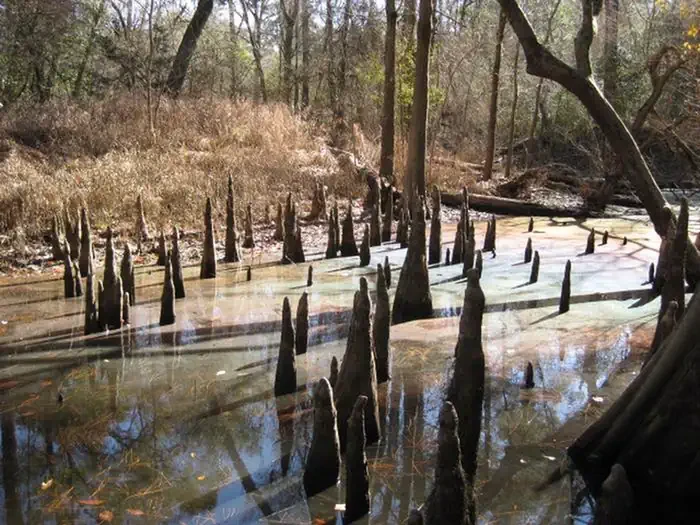Big Thicket National Preserve