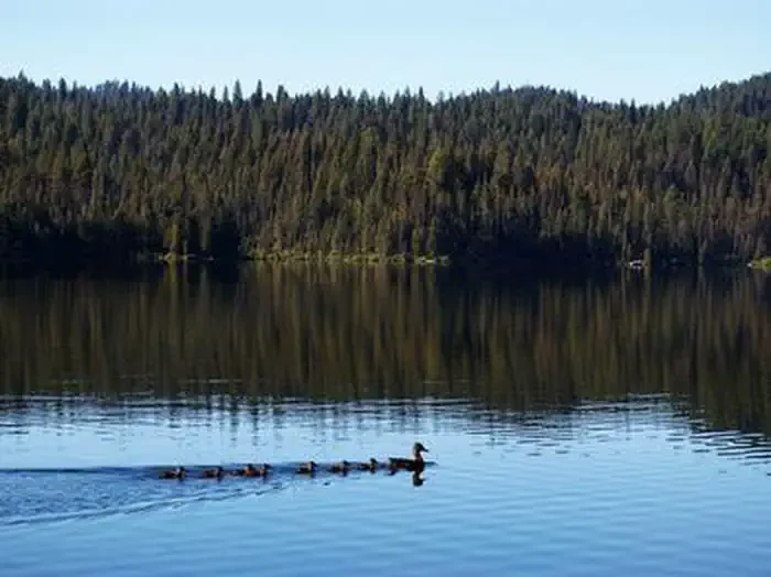 Sagehen Creek