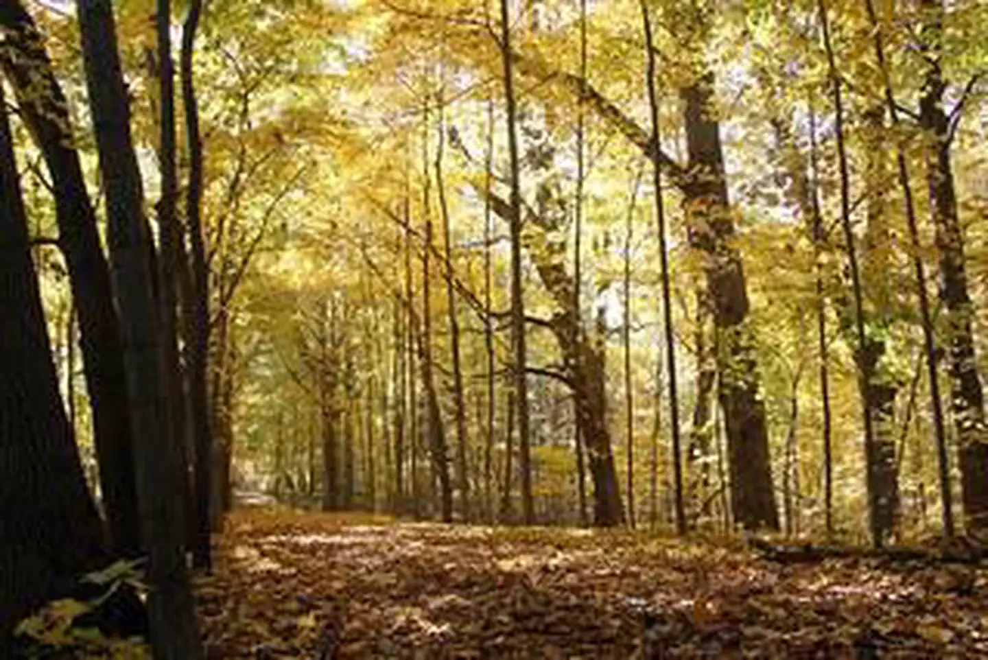 Dunewood Campground