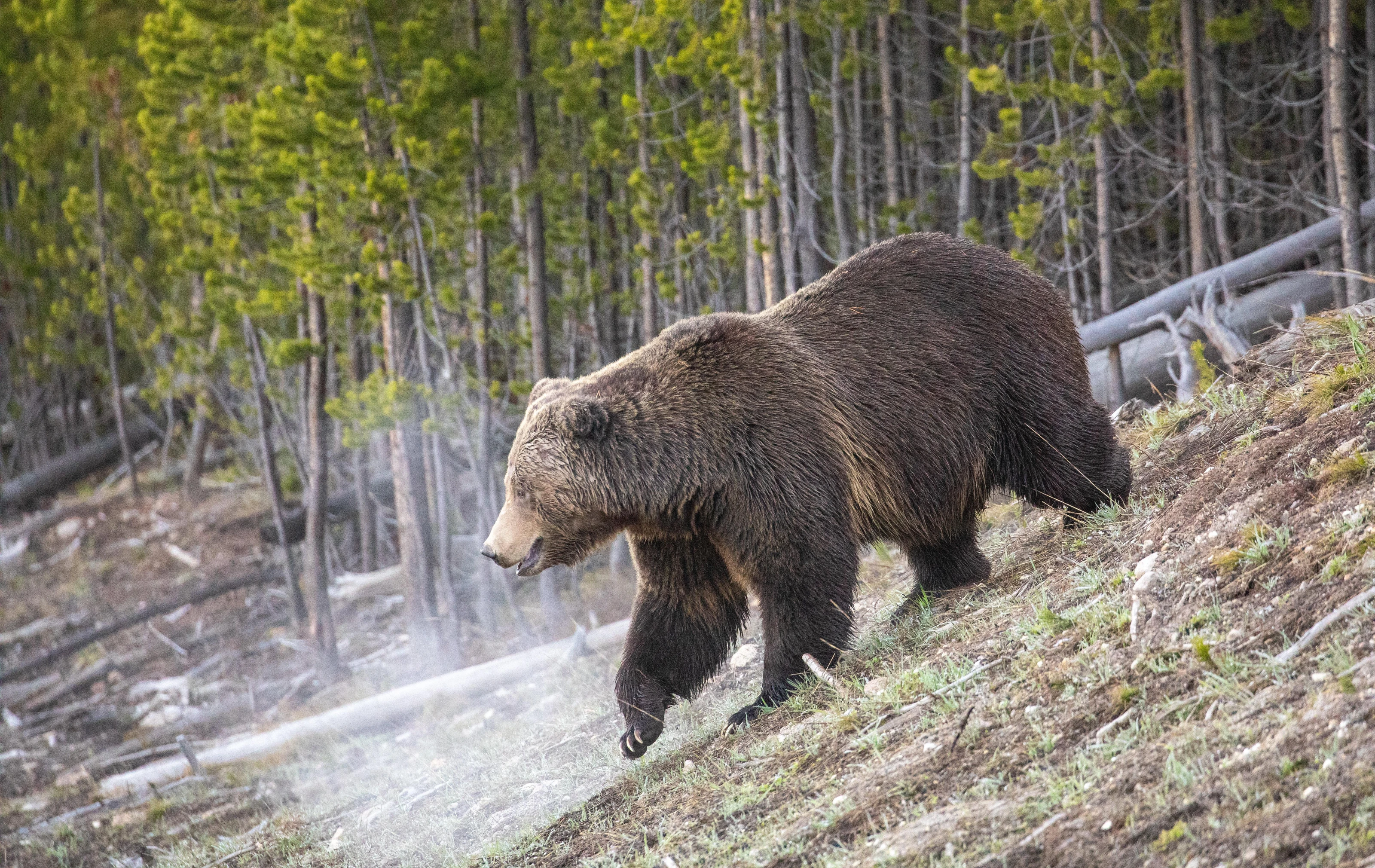 Yellowstone National Park