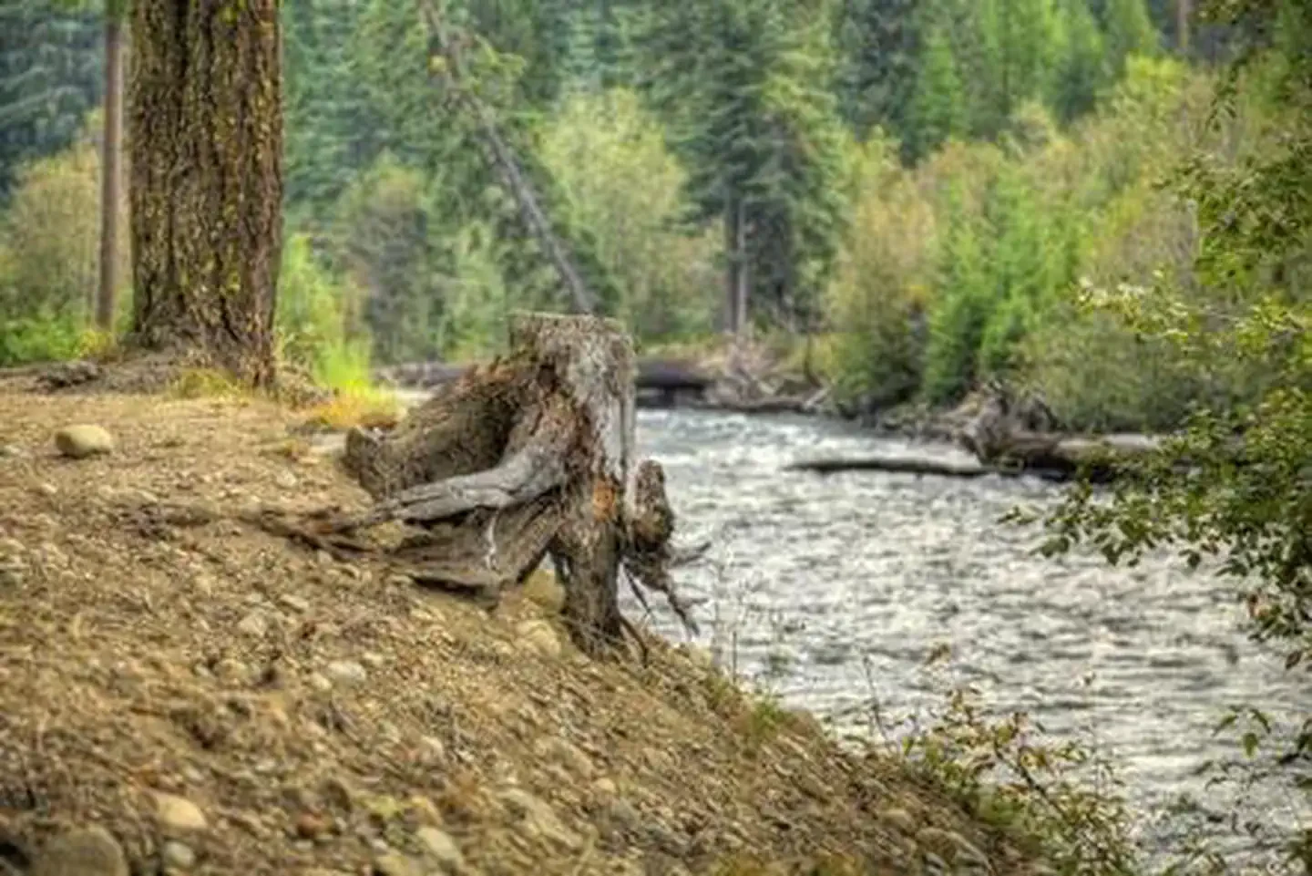 Cedar Springs Campground (wa)
