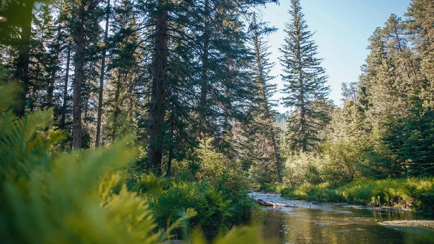 Boxelder Forks Campground