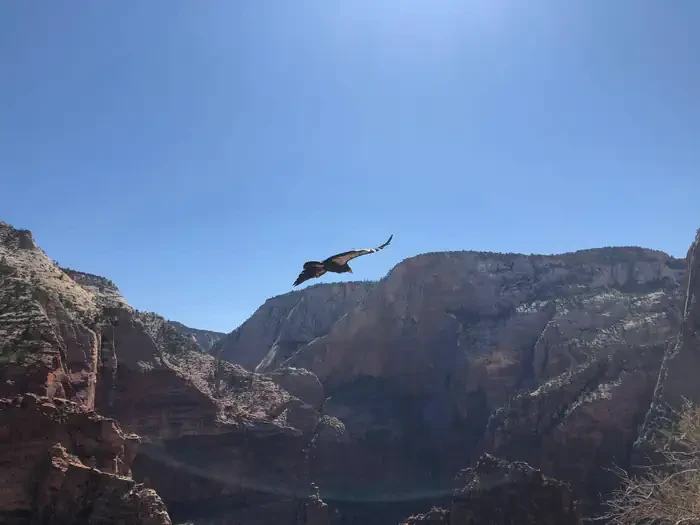 Angels Landing: Spring (Hikes on March 1 -- May 31)