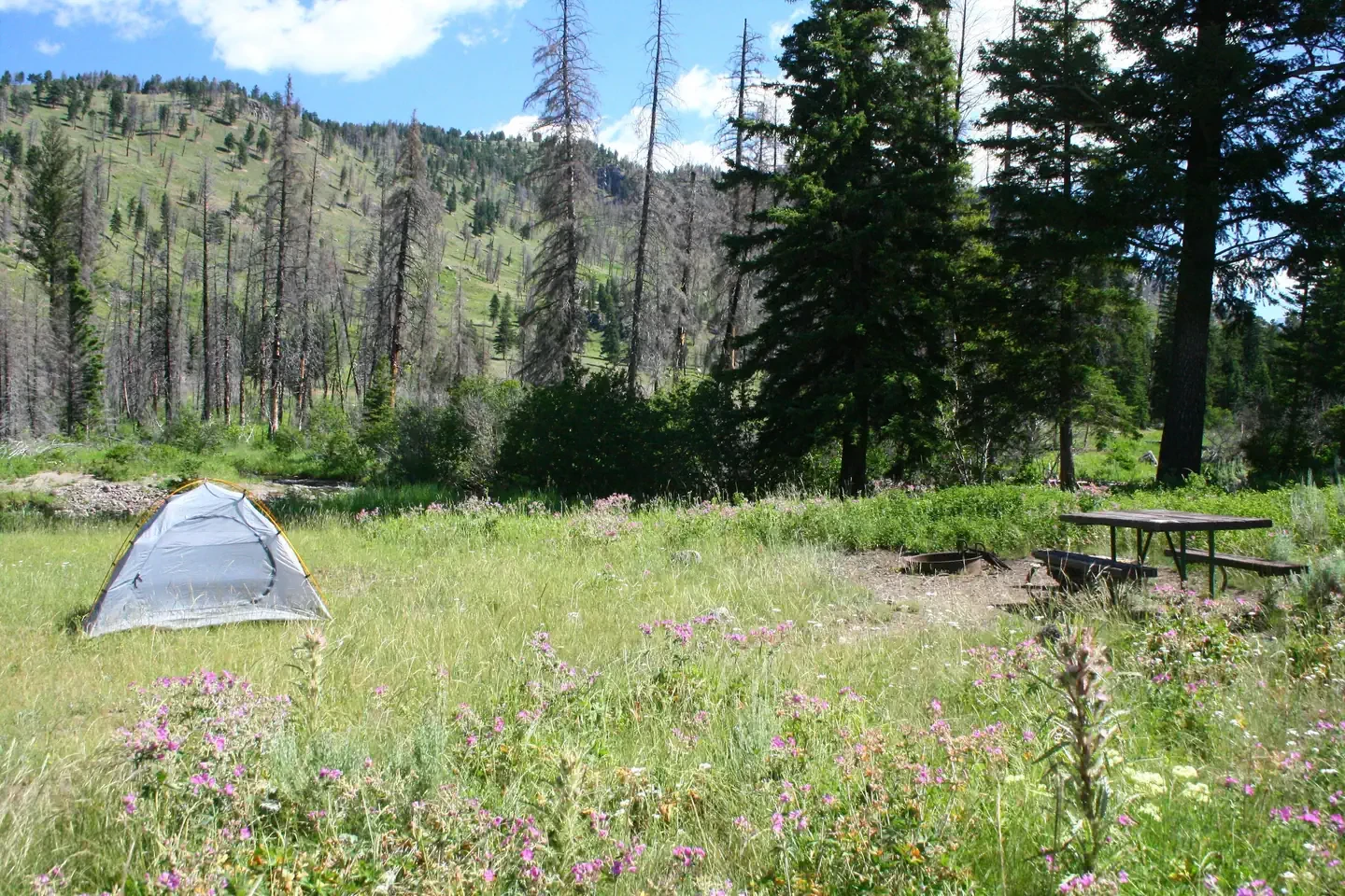 Slough Creek site #4