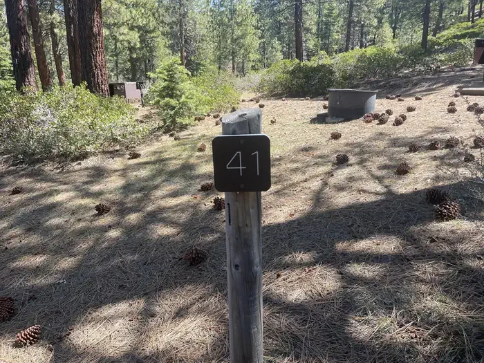 41