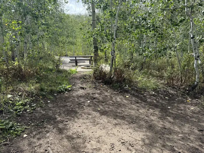 C13