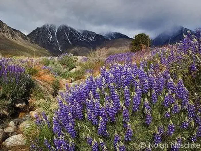 Inyo National Forest - Wilderness Permits
