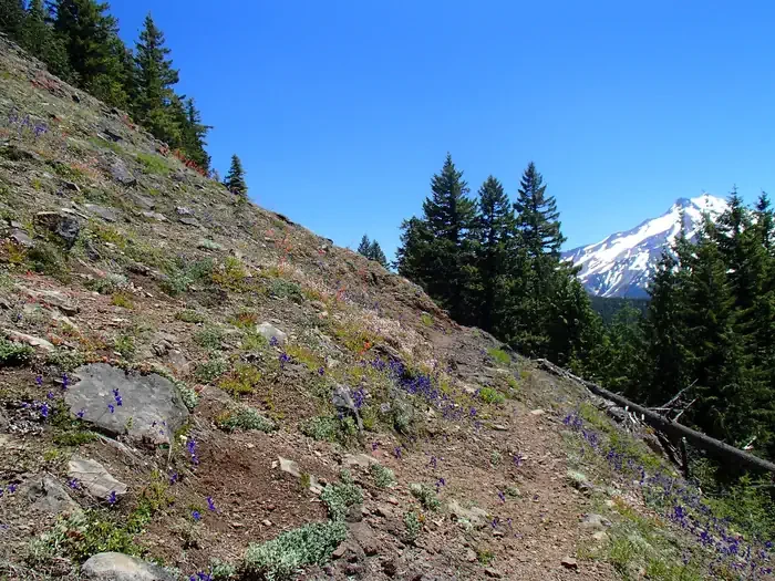 Mt. Jefferson - Breitenbush Trailhead