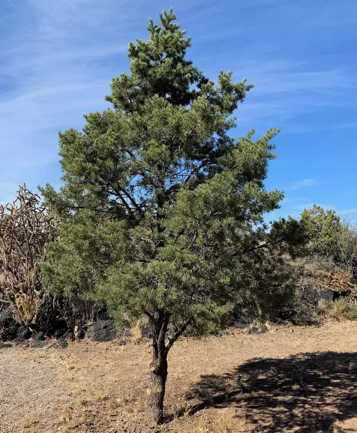 Site 24