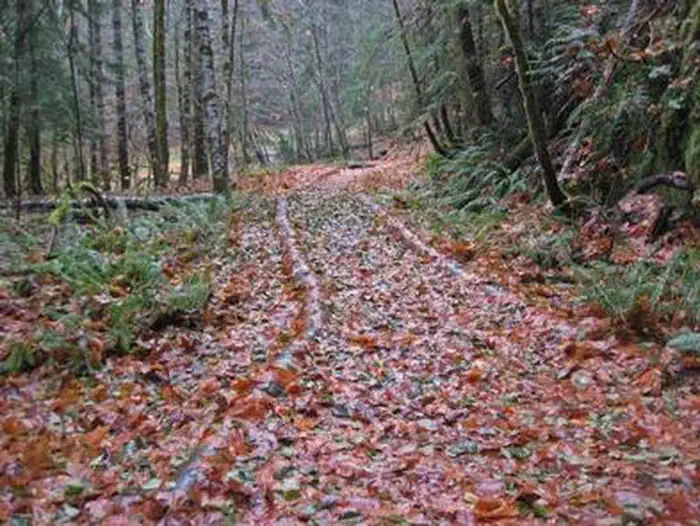 Ohanapecosh Campground