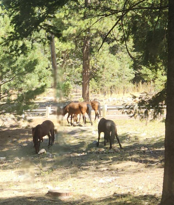 Deerhead Campground