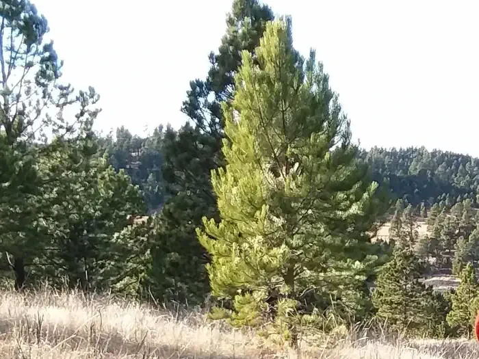 Nebraska National Forests and Grasslands Christmas Tree Permit