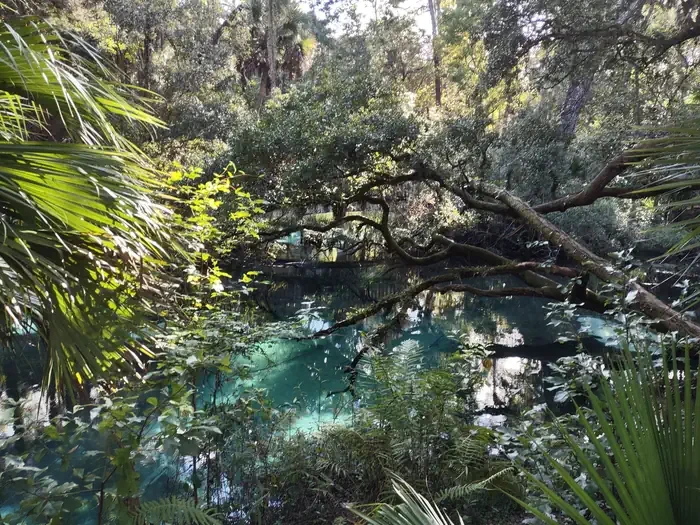 Juniper Springs Rec Area