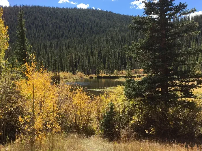 Lodgepole (Jefferson Lake, Fairplay Colorado)