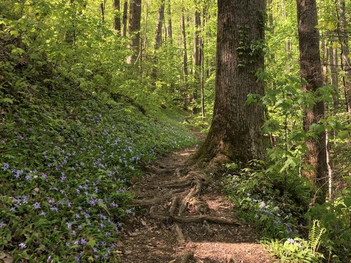 Great Smoky Mountains Backcountry Permits