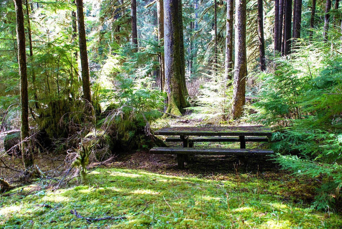 Northwest Forest Pass - Olympic National Forest