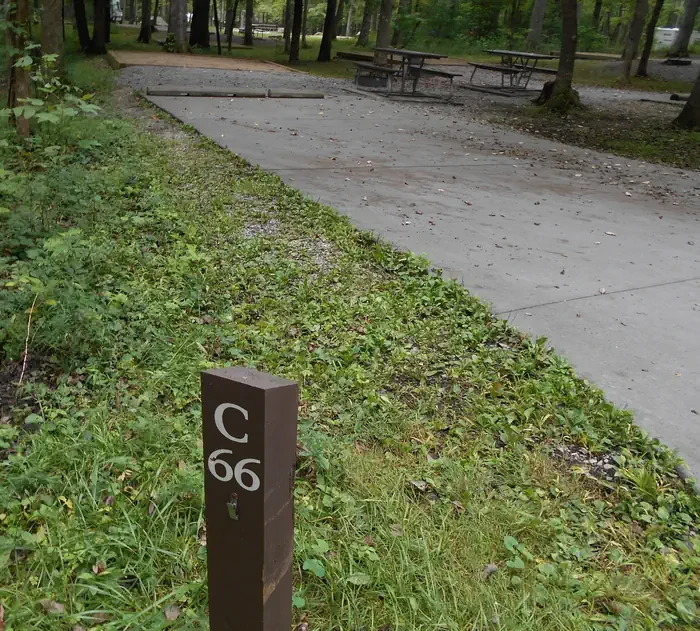 C66