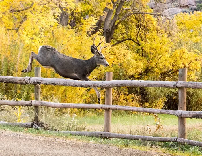 Fruita Campground