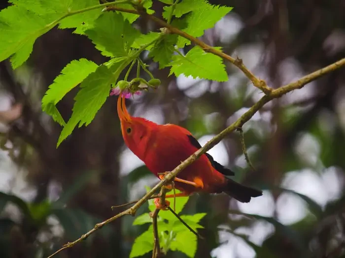 Hakalau Forest National Wildlife Refuge